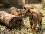 Lembah Hijau Ukir Sejarah, Dua Bayi Harimau Sumatera Lahir dari Indukan Penyintas Jerat