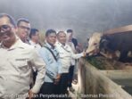 Provinsi Lampung sediakan Sapi Banmas Presiden  sebanyak 16 ekor dengan Bobot Lebih dari 1 Ton