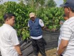 PHC Mirza Buktikan Hasil Nyata, Kebun Kopi Hanakau Lambar Tumbuh Lebih Cepat dan Berbunga Lebih Awal