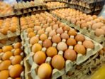 Ada Telur, Ada Daging, Koq Kurang Protein? Ini PR Lampung
